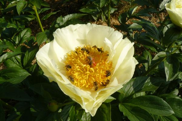 Pfingstrose Claire de Lune, Paeonia Hybride